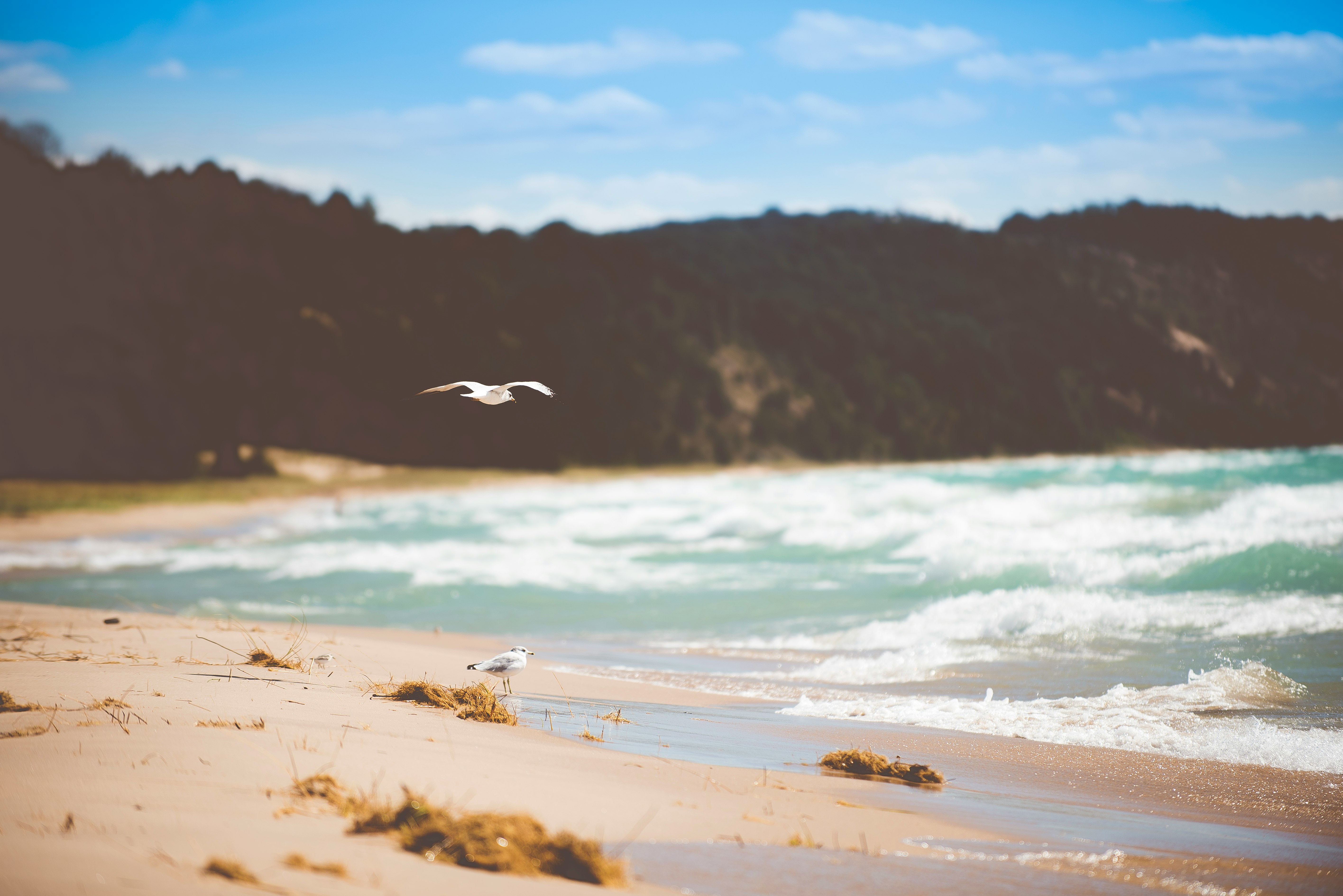 seagull flying above beach shore